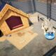 Game Animal Shelter Simulator 2